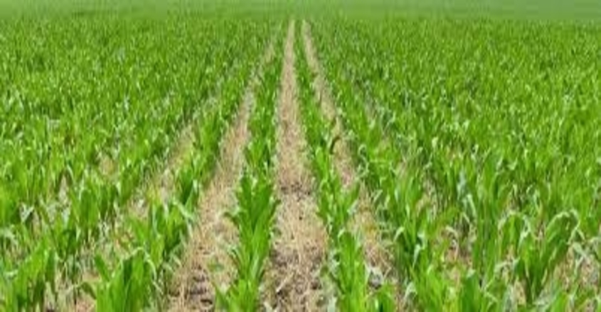 fertilizer-price-central-govt--intervention-needed-farmers-union