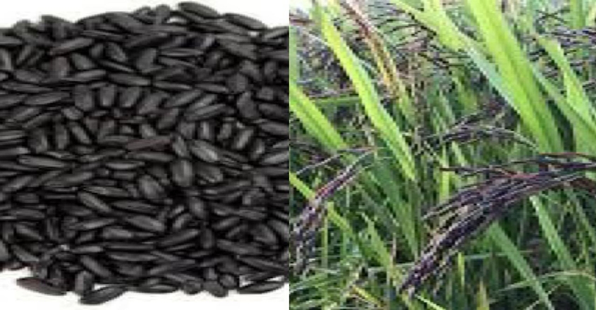 chandoli-up-black-rice-export-markets