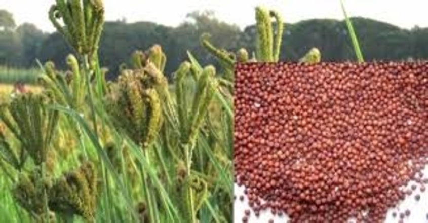 ragi-important-fiber-source